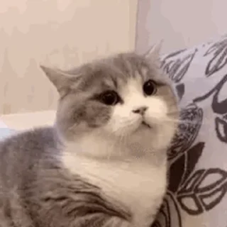 🐱 emoji Лучшие стикеры: @animstikers1 Telegram sticker 8 of 39