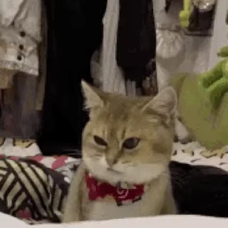 🐱 emoji Лучшие стикеры: @animstikers1 Telegram sticker 22 of 39