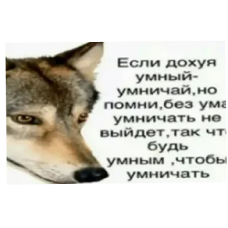 🐱 emoji Патамушта Telegram sticker 9 of 13