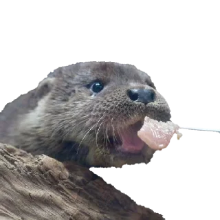 🍽 emoji По голове себе постучи! Telegram sticker 10 of 41