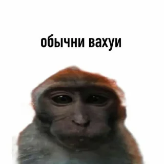 Sticker from Мем Набор - by @BCE_HOPME
