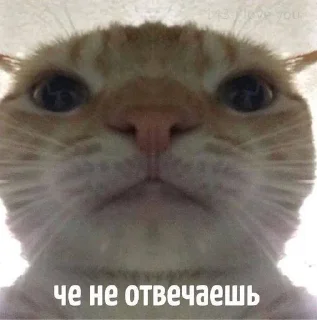Sticker from АУЕ