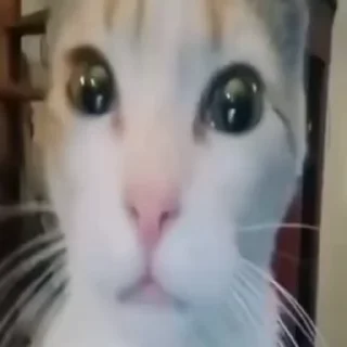 Sticker from hxllikitty