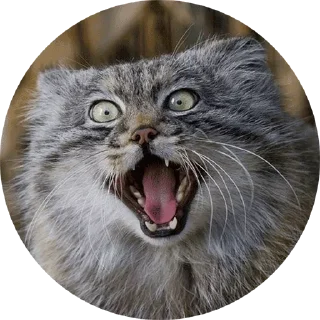 😡 emoji FAGGULOUS
*ੈ⚜️✩‧₊˚༺ПИЖОН༻*ੈ⚜️✩ Telegram sticker 16 of 78