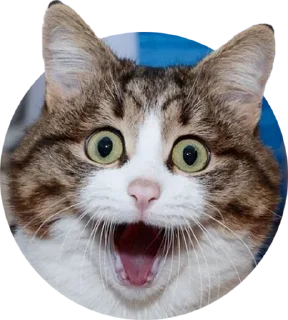 😮 emoji FAGGULOUS
*ੈ⚜️✩‧₊˚༺ПИЖОН༻*ੈ⚜️✩ Telegram sticker 24 of 78