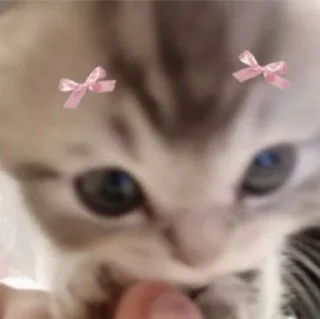 💗 emoji хуй сосёшь не вкусный?) Telegram sticker 15 of 36