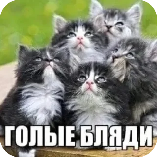 🐱 emoji У меня стояк Telegram sticker 6 of 99
