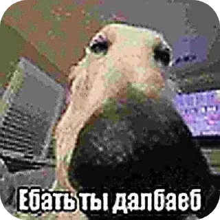🖼 emoji У меня стояк Telegram sticker 21 of 99