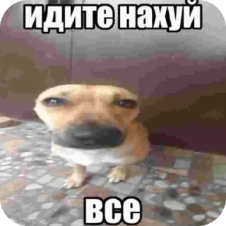 Sticker from У меня стояк