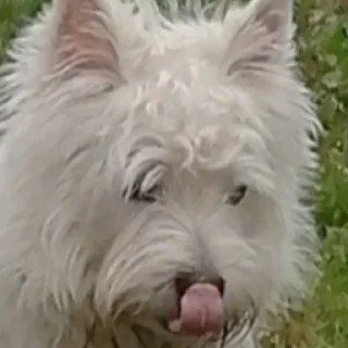 😝 emoji чьт, ок я ира или в попу Telegram sticker 12 of 36