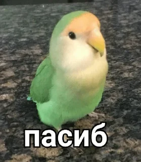 ☺️ emoji Папуги — @stckrRobot Telegram sticker 20 of 96