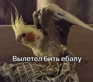 😠 emoji Папуги — @stckrRobot Telegram sticker 4 of 96