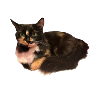 🫥 emoji Феня 🩷 Telegram sticker 13 of 29