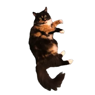 🫥 emoji Феня 🩷 Telegram sticker 14 of 29