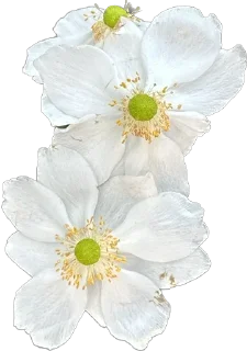 🌼 emoji Держи цветочек 🌸 @nomand_margo Telegram sticker 11 of 55