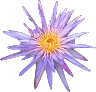 🪷 emoji Держи цветочек 🌸 @nomand_margo Telegram sticker 22 of 55