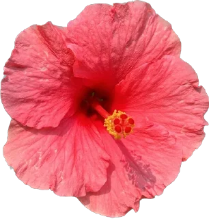 🌺 emoji Держи цветочек 🌸 @nomand_margo Telegram sticker 6 of 55