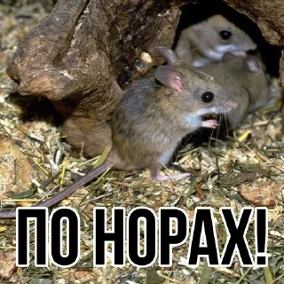 🐁 emoji Stop Dumping Taxi Telegram sticker 19 of 76