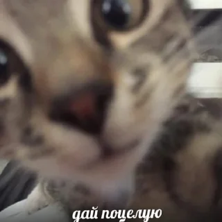 😄 emoji Для тебя Telegram sticker 12 of 14