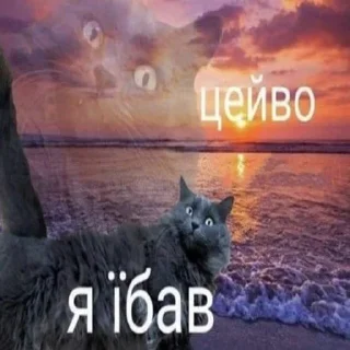 🤷 emoji Байрактари і арта Telegram sticker 9 of 76