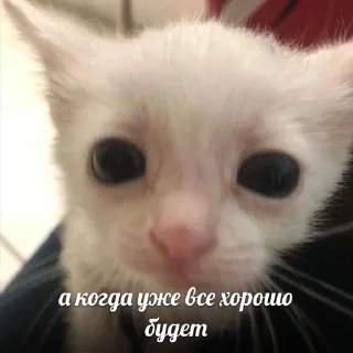 ☹️ emoji кошька вишня ”ᵎ @plwjme Telegram sticker 5 of 82