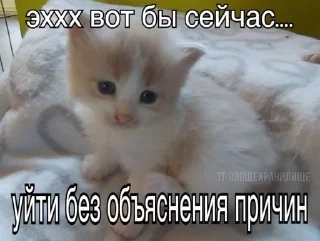 🙂 emoji кошька вишня ”ᵎ @plwjme Telegram sticker 14 of 82