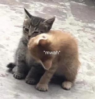 💋 emoji кошька вишня ”ᵎ @plwjme Telegram sticker 19 of 82