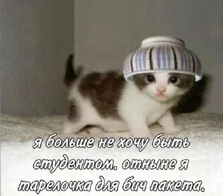 ☹️ emoji кошька вишня ”ᵎ @plwjme Telegram sticker 15 of 82