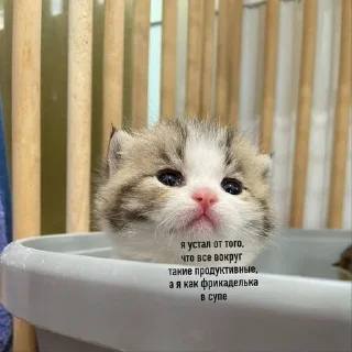 😔 emoji кошька вишня ”ᵎ @plwjme Telegram sticker 6 of 82