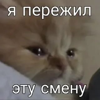 👾 emoji БОЛЬШЕ ⇨ @CLOOBHUB МЕМЫ КОТЫ ОКАК СТИКЕРЫ ТГ КРД Telegram sticker 10 of 116