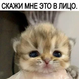 👾 emoji БОЛЬШЕ ⇨ @CLOOBHUB МЕМЫ КОТЫ ОКАК СТИКЕРЫ ТГ КРД Telegram sticker 8 of 116