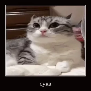 👾 emoji БОЛЬШЕ ⇨ @CLOOBHUB МЕМЫ КОТЫ ОКАК СТИКЕРЫ ТГ КРД Telegram sticker 3 of 116
