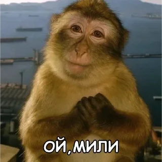 👾 emoji БОЛЬШЕ ⇨ @CLOOBHUB МЕМЫ КОТЫ ОКАК СТИКЕРЫ ТГ КРД Telegram sticker 16 of 116