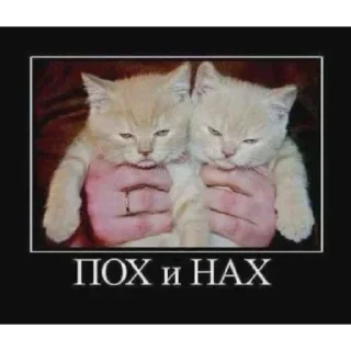 👾 emoji БОЛЬШЕ ⇨ @CLOOBHUB МЕМЫ КОТЫ ОКАК СТИКЕРЫ ТГ КРД Telegram sticker 23 of 116