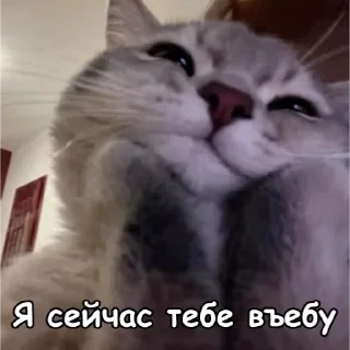 👾 emoji БОЛЬШЕ ⇨ @CLOOBHUB МЕМЫ КОТЫ ОКАК СТИКЕРЫ ТГ КРД Telegram sticker 9 of 116