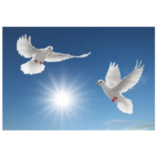 🕊️ emoji Голуби от @stariydedsrebenkom Telegram sticker 13 of 14