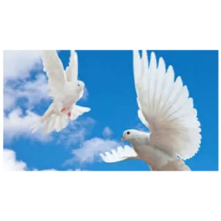 🕊️ emoji Голуби от @stariydedsrebenkom Telegram sticker 7 of 14