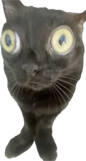 😂 emoji moe’s cats by @offstikbot Telegram sticker 18 of 51
