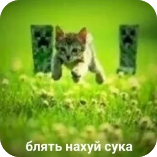 🐱 emoji Для настоящих одноклеточных веществ Telegram sticker 23 of 55