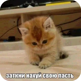 🐱 emoji Для настоящих одноклеточных веществ Telegram sticker 5 of 55
