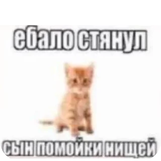 🐱 emoji Для настоящих одноклеточных веществ Telegram sticker 19 of 55