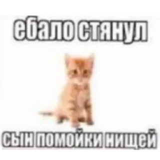 🐱 emoji Для настоящих одноклеточных веществ Telegram sticker 7 of 55