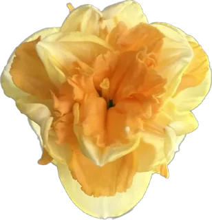 🌼 emoji DV_flowers Telegram sticker 7 of 36