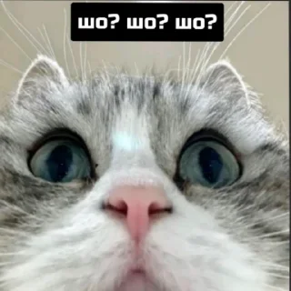😶 emoji leslie_meiner Telegram sticker 16 of 119