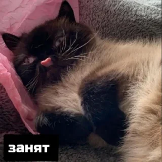 💤 emoji leslie_meiner Telegram sticker 13 of 119