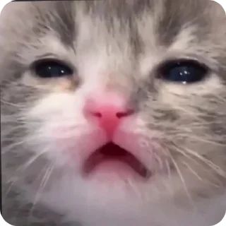 😧 emoji leslie_meiner Telegram sticker 3 of 119