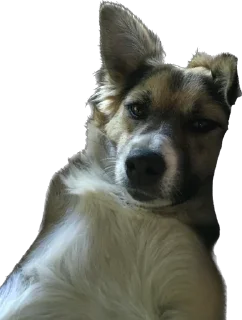 😐 emoji Dawg Telegram sticker 19 of 64
