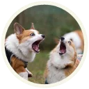 😱 emoji Корги @lennysticker Telegram sticker 16 of 32