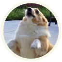 😳 emoji Корги @lennysticker Telegram sticker 13 of 32