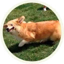 😆 emoji Корги @lennysticker Telegram sticker 23 of 32
